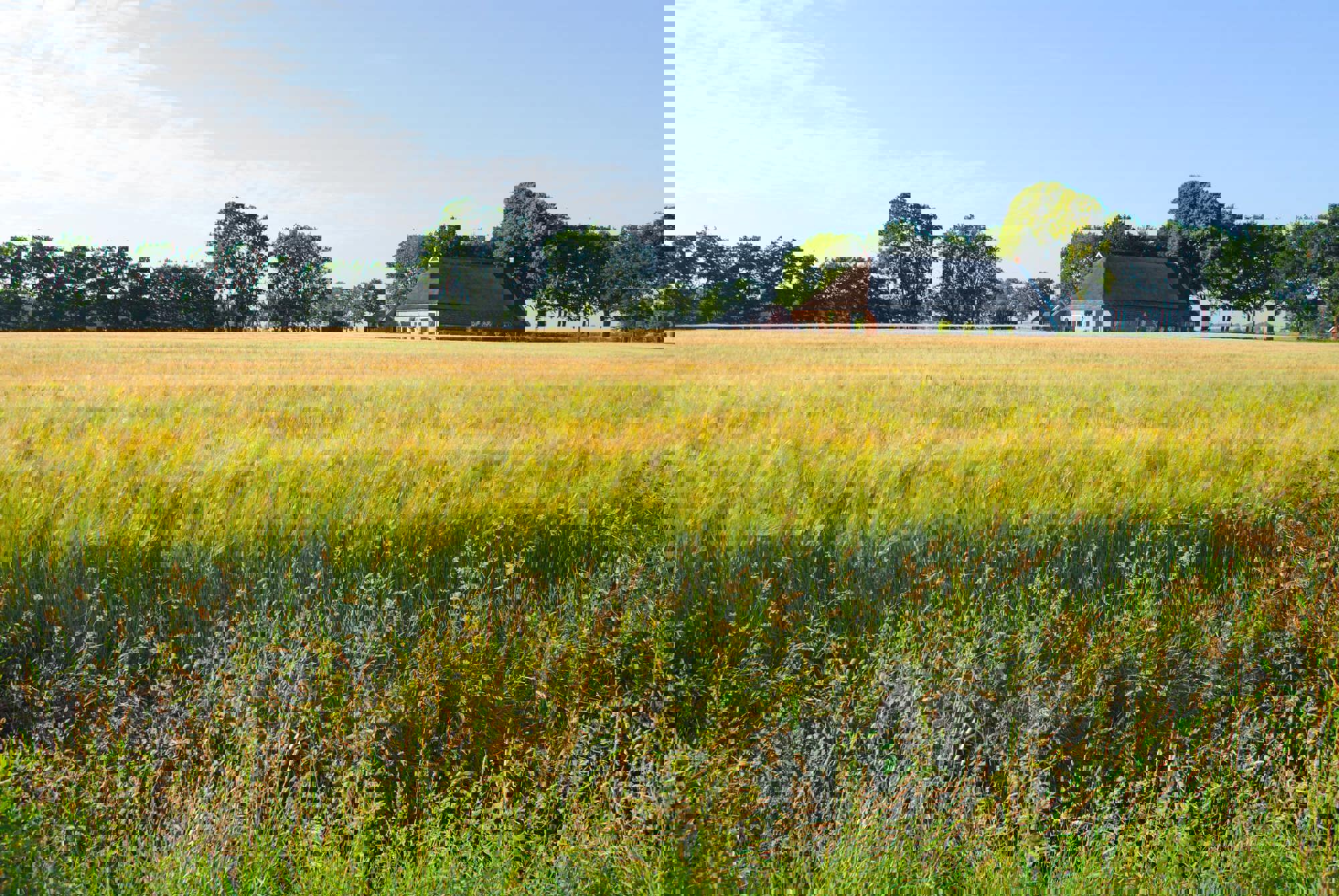 Environment Agriculture Summer Netherlands 810893